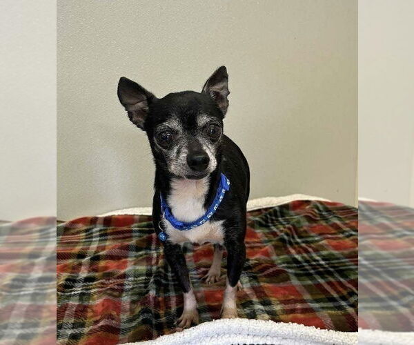 Medium Photo #4 Chihuahua Puppy For Sale in Osgood, IN, USA