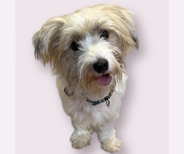 Medium Photo #4 Havanese-Unknown Mix Puppy For Sale in Rockville, MD, USA