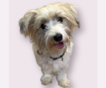 Small Photo #4 Havanese-Unknown Mix Puppy For Sale in Rockville, MD, USA