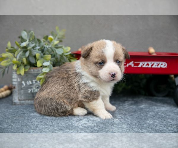 Medium Photo #2 Pembroke Welsh Corgi Puppy For Sale in CHRISTIANA, PA, USA