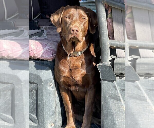 Medium Photo #1 Labrador Retriever Puppy For Sale in SHINER, TX, USA