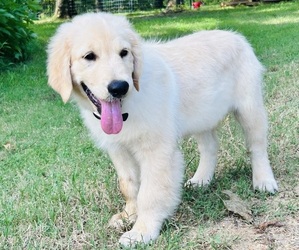 Golden Retriever Puppy for sale in DONIPHAN, MO, USA