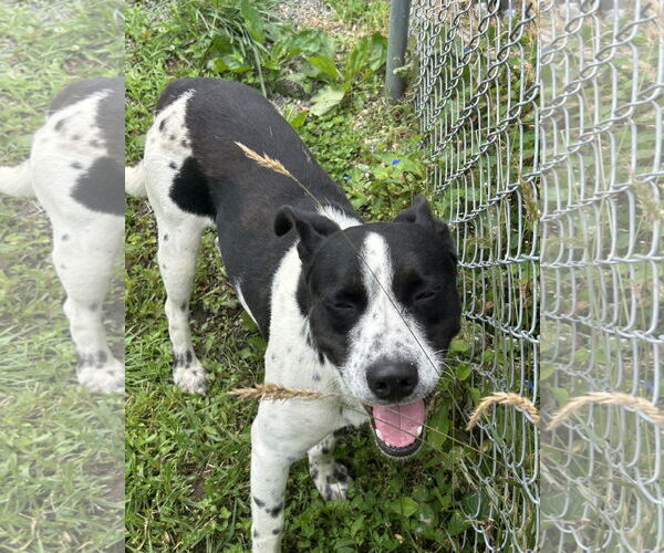 Medium Photo #6 Dalmatian-Labrador Retriever Mix Puppy For Sale in Rockaway, NJ, USA