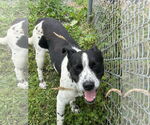 Small #5 Dalmatian-Labrador Retriever Mix