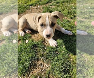 American Pit Bull Terrier-American Staffordshire Terrier Mix Dogs for adoption in CLEARLAKE OAKS, CA, USA