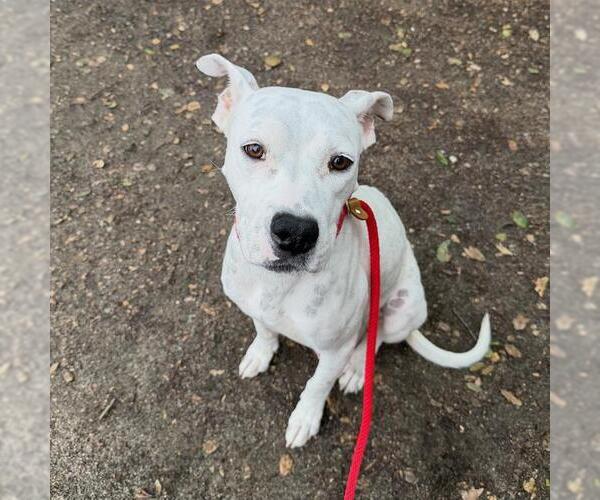 Medium Photo #3 Boxer-Unknown Mix Puppy For Sale in San Diego, CA, USA