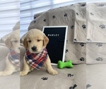 Puppy 1 Golden Retriever