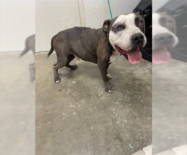 Medium Photo #1 Staffordshire Bull Terrier Puppy For Sale in Rosenberg, TX, USA