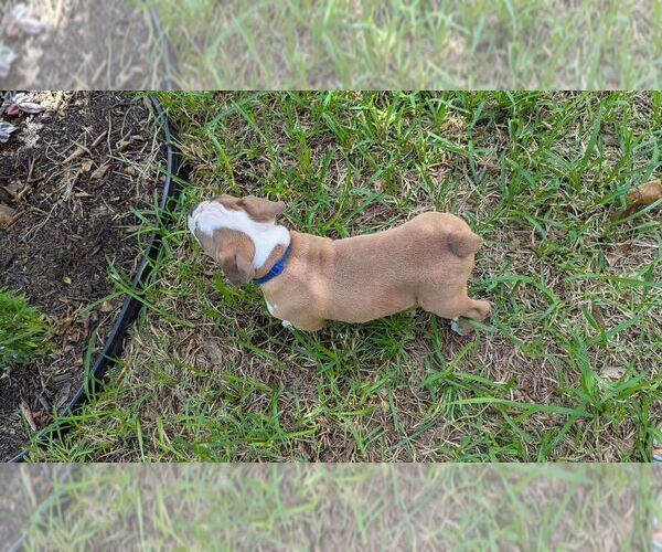 Medium Photo #10 Olde English Bulldogge Puppy For Sale in AUSTIN, TX, USA