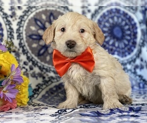 Goldendoodle (Miniature) Puppy for sale in LANCASTER, PA, USA