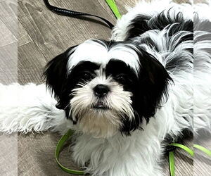Shih Tzu Dogs for adoption in Wheaton, IL, USA