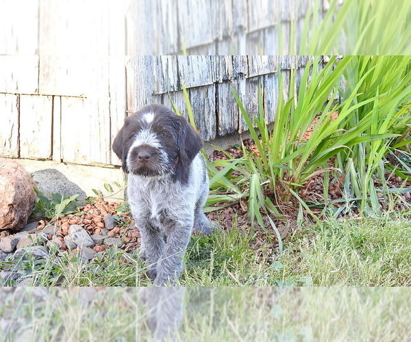 Medium Photo #1 German Wirehaired Pointer Puppy For Sale in ALBANY, OR, USA