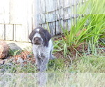 Puppy Red Puppy German Wirehaired Pointer