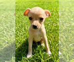 Small #4 Chihuahua
