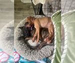 Small #6 Mutt