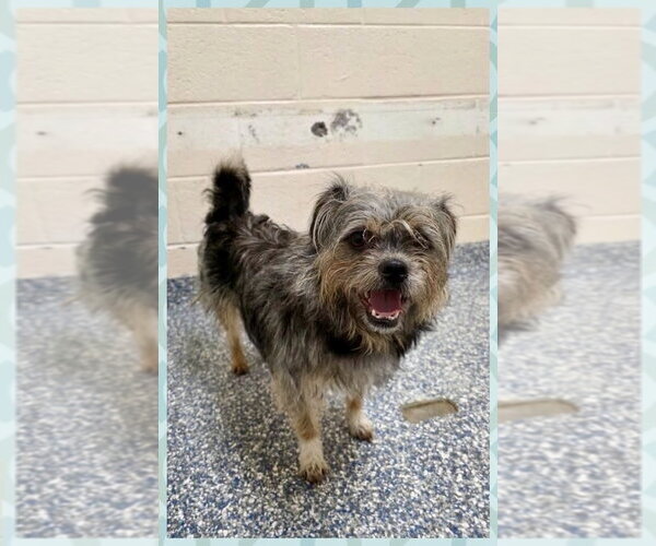 Medium Photo #6 Border Terrier-Unknown Mix Puppy For Sale in Brewster, NY, USA