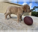Small #9 Labradoodle