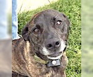 Boxer-Plott Hound Mix Dogs for adoption in Mount Airy, NC, USA