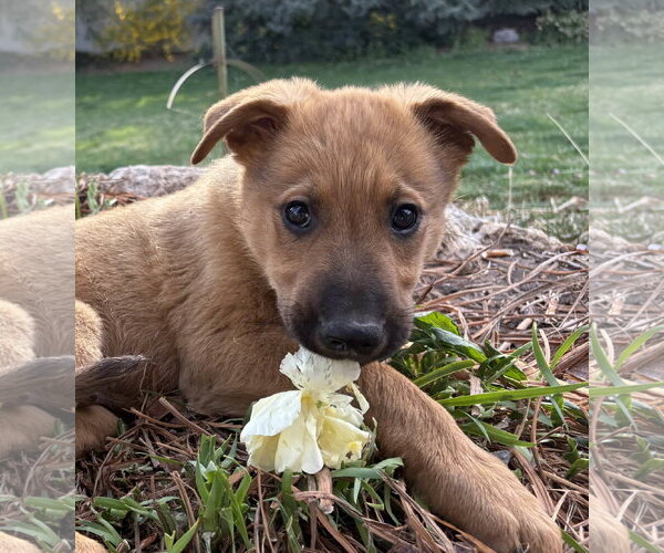 Medium Photo #3 German Shepherd Dog-Unknown Mix Puppy For Sale in MIDWAY, UT, USA