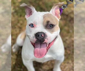 Lovebug - Female American Bulldog Dog for Adoption - Photo #2