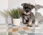 Small #3 Schnauzer (Miniature)