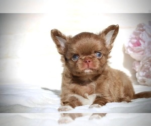 Chihuahua Puppy for sale in SAN JOSE, CA, USA