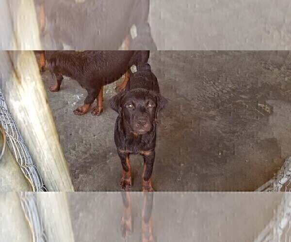 Medium Photo #90 Rottweiler Puppy For Sale in RIEGELWOOD, NC, USA