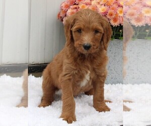 Goldendoodle Puppy for sale in FREDERICKSBURG, OH, USA