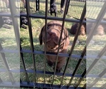 Small Photo #6 Labrador Retriever Puppy For Sale in WOODBURN, IN, USA