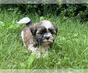 Shih Tzu Puppy for sale in HARTLAND, MN, USA