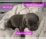 Litter of 10 - Male(s) and Female(s) Cane CorsoLitter of Puppies for Sale - Photo #34