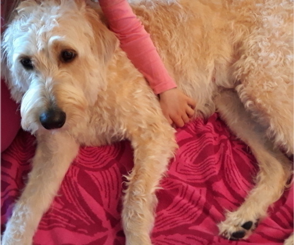 Medium Photo #1 Labradoodle Puppy For Sale in MILTON, FL, USA