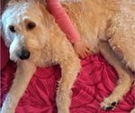 Small Photo #1 Labradoodle Puppy For Sale in MILTON, FL, USA