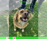 Small #1 Mutt