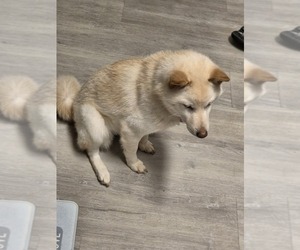Shiba Inu Puppy for sale in HOMESTEAD, FL, USA