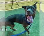 Small #1 Labrador Retriever Mix
