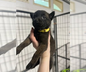 Mutt Dogs for adoption in Imlay City, MI, USA