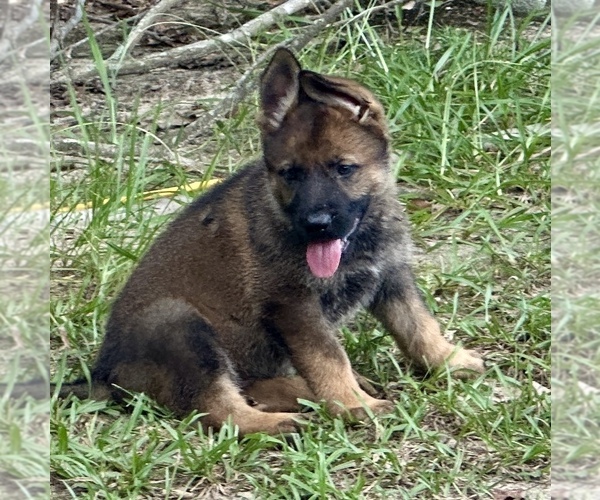 Medium Photo #4 German Shepherd Dog Puppy For Sale in PURVIS, MS, USA