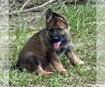 Small #3 German Shepherd Dog