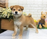 Small Photo #8 Shiba Inu Puppy For Sale in REDWOOD CITY, CA, USA
