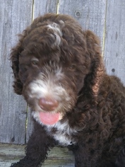 Labradoodle Puppy for sale in ONALASKA, TX, USA