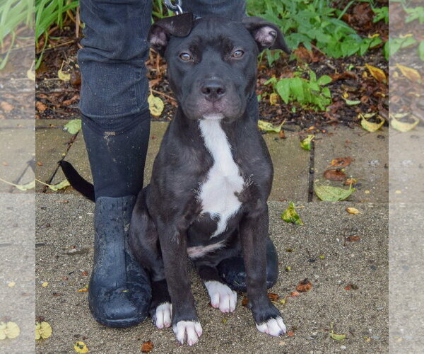 Medium Photo #6 American Staffordshire Terrier-Unknown Mix Puppy For Sale in Huntley, IL, USA