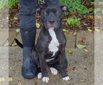Small #5 American Staffordshire Terrier Mix