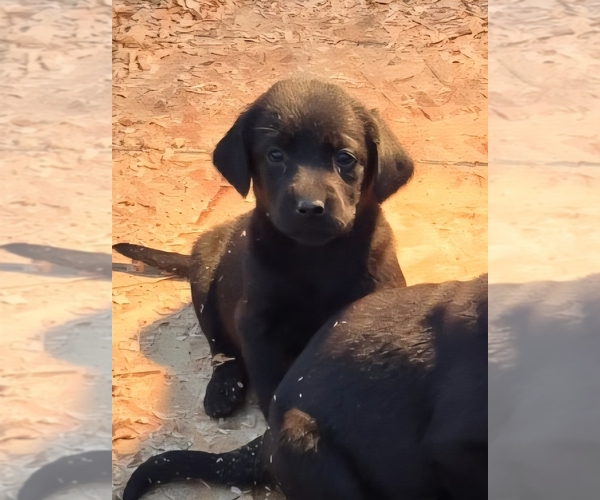 Medium Photo #5 Labrador Retriever Puppy For Sale in CORVALLIS, OR, USA