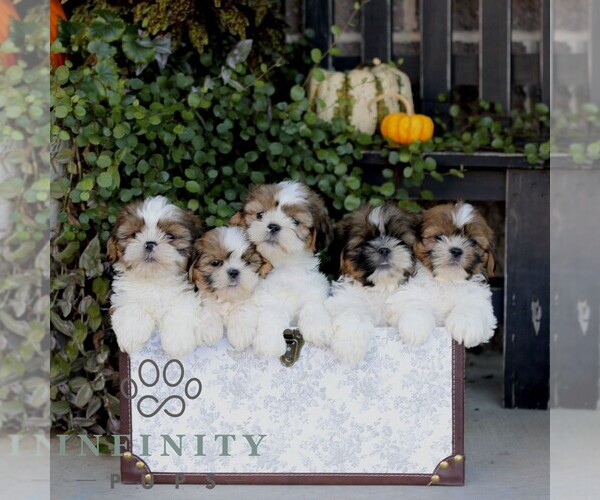 Medium Photo #2 Shih Tzu Puppy For Sale in GORDONVILLE, PA, USA