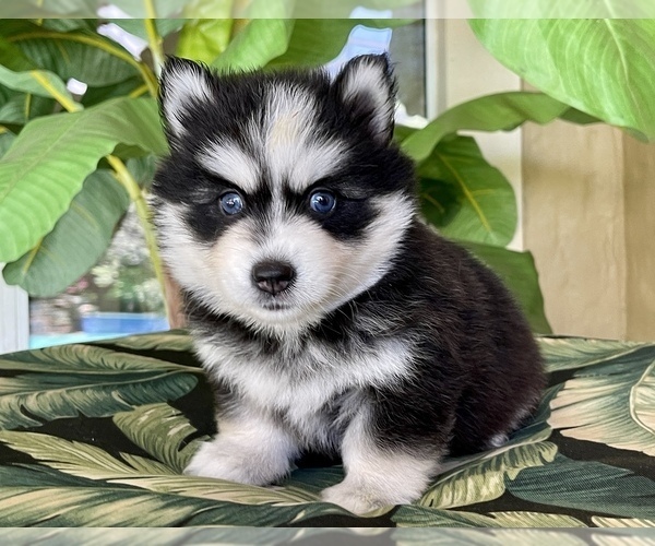 Medium Photo #3 Pomsky-Siberian Husky Mix Puppy For Sale in WINDERMERE, FL, USA