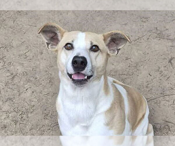 Medium Photo #1 Feist Terrier-Unknown Mix Puppy For Sale in Anniston, AL, USA