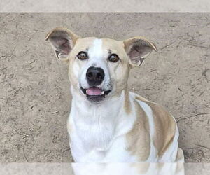 Feist Terrier-Unknown Mix Dogs for adoption in Anniston, AL, USA