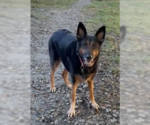 Small Photo #2 German Shepherd Dog-Unknown Mix Puppy For Sale in Decatur, GA, USA
