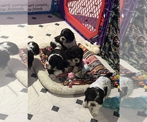 Cocker Spaniel Puppy for sale in SAN JOSE, CA, USA